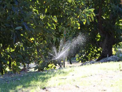 Running sprinkler in California avocado grove