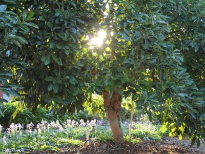 Sun shining through California avocado tree