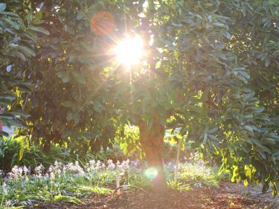 Sunshine breaking through a California avocado tree