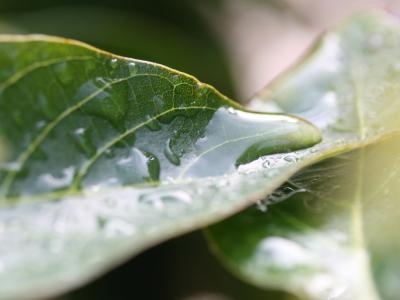 Wet California avocado leaves