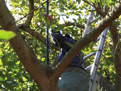 Worker pruning California avocado tree