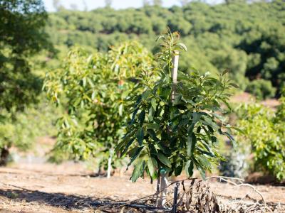 Young staked California avocado tree next to older tree