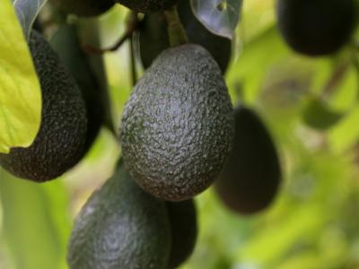 Both the press and mat release included this image of fresh California avocados, showcasing the start of the peak harvesting season.