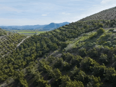 "What’s Inside a California Avocado,” the Commission’s latest consumer advertisement.