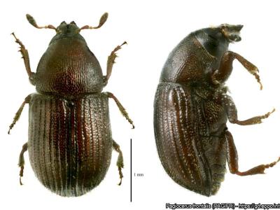 An adult Pagiocerus frontalis weevil. 