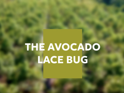 Avocado Lace Bug Video teaser