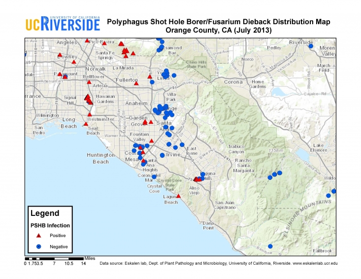 Polyphagus-Shot-Hole-Borer-Orange-County-Map-August-2013.jpg